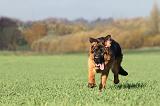 BERGER ALLEMAND 546